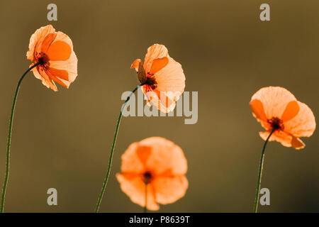 Klaproos bloeiend, fioritura di papavero Foto Stock