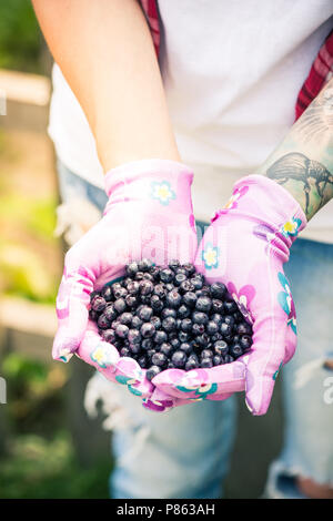 Coltivatore o giardiniere donna azienda appena raccolto i mirtilli in mani Foto Stock