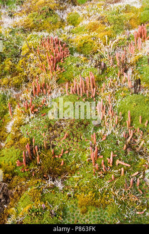 Puna, Papallacta Pass Ecuador Foto Stock