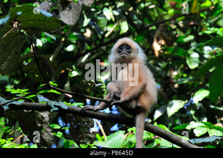 Immagine della natura Foto Stock