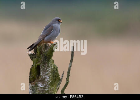 Roodpootvalk, rosso-footed Falcon, Falco verspertinus Foto Stock