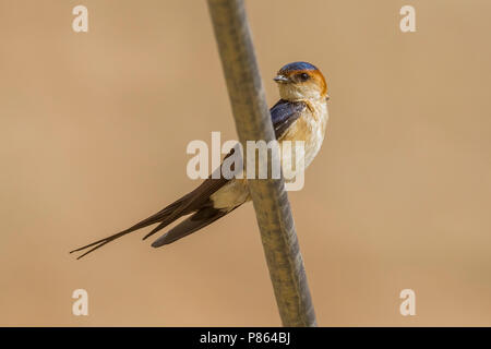 Rosso-rumped Swallow, adulti arroccato su di un filo in se la Turchia. Foto Stock