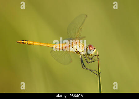 Zwervende heidelibel; Sympetrum fonscolombii; rosso-venato darter; Foto Stock