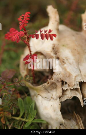 Schedel van een Ree; cranio di un capriolo Foto Stock