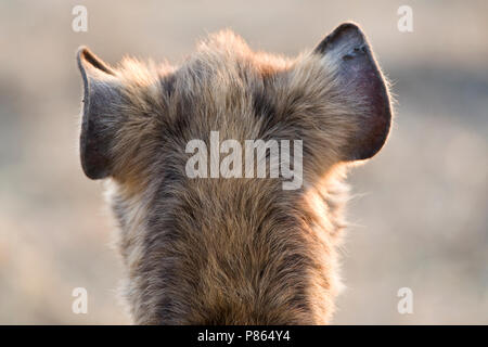Gevlekte Iena close-up; Spotted Hyena close up Foto Stock