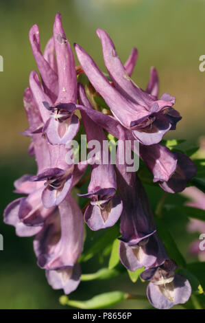 Stinseflora Foto Stock