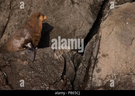 Subantarctische zeebeer op rotsen, sub antartiche pelliccia sigillo sulle rocce Foto Stock