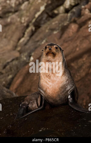 Subantarctische zeebeer op rotsen, sub antartiche pelliccia sigillo sulle rocce Foto Stock