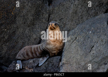 Subantarctische zeebeer op rotsen, sub antartiche pelliccia sigillo sulle rocce Foto Stock