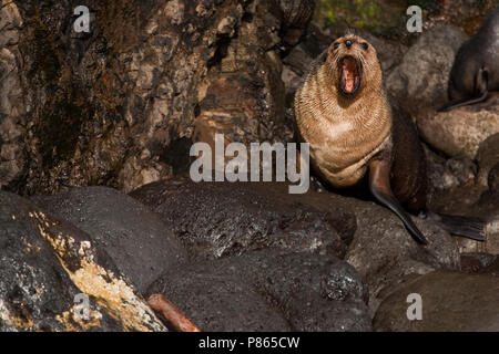 Subantarctische zeebeer op rotsen, sub antartiche pelliccia sigillo sulle rocce Foto Stock