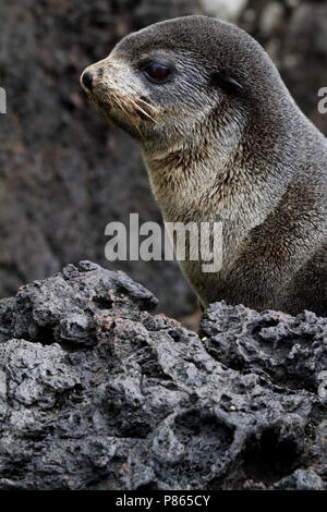 Subantarctische zeebeer op rotsen, sub antartiche pelliccia sigillo sulle rocce Foto Stock