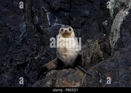 Subantarctische zeebeer op rotsen, sub antartiche pelliccia sigillo sulle rocce Foto Stock