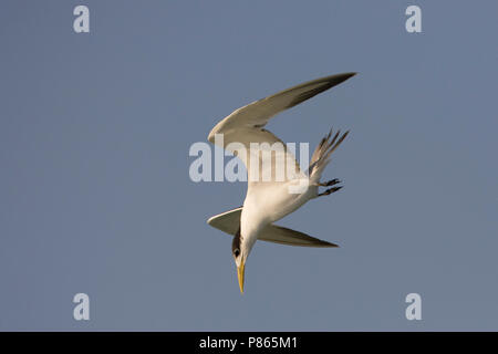 Grote Kuifstern voor de duik; grande Crested Tern appena prima dell'immersione Foto Stock