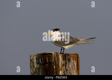 Grande Crested tern su un palo di ferro; Kuifstern op ijzeren paal Foto Stock