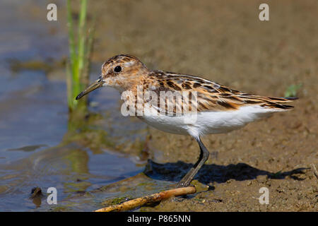 Gambecchio; Little stint; Calidris minuta Foto Stock