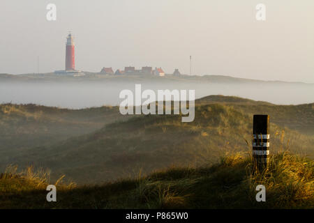 Vroege ochtend op Texel; la mattina presto su Texel Foto Stock