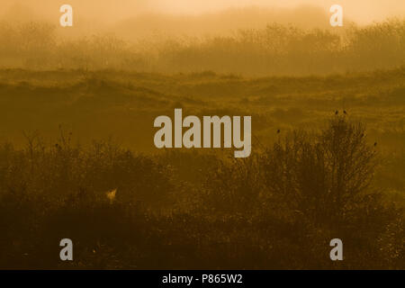 Vroege ochtend op Texel; la mattina presto su Texel Foto Stock