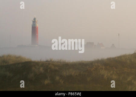 Vroege ochtend op Texel; la mattina presto su Texel Foto Stock