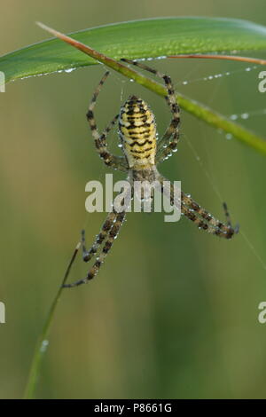 Wespspin op web, Wasp spider nel web Foto Stock