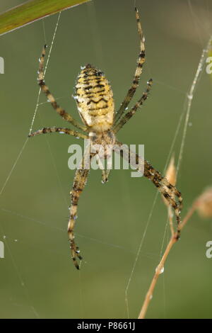 Wespspin op web, Wasp spider nel web Foto Stock