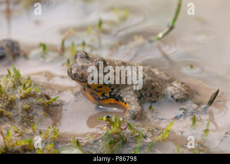 Volwassen Geelbuikvuurpad in modderpoel; adulto ululone dal ventre giallo nella piscina di fango Foto Stock
