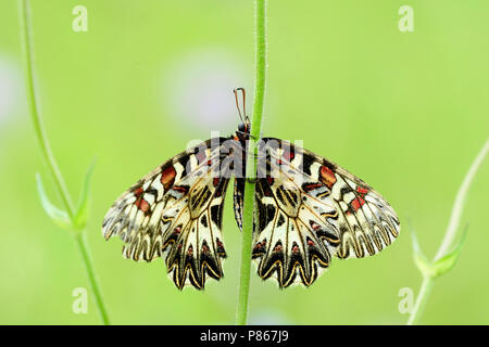 Zuidelijke pijpbloemvlinder onderkant, Southern festone lato inferiore Foto Stock