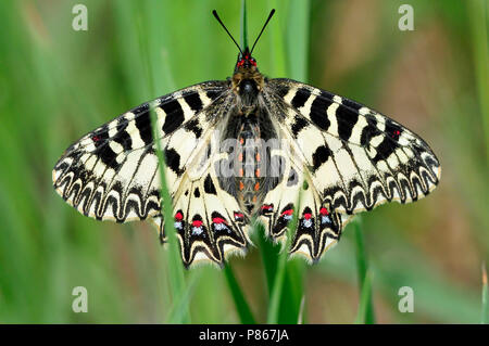 Natura immagine stock Foto Stock