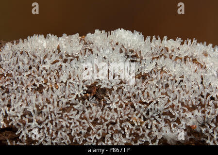Gewoon ijsvingertje; Coral slime stampo; Foto Stock