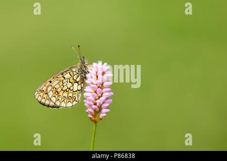 Ringoogparelmoervlinder op adderwortel, Bog Fritillary su bistord, Foto Stock