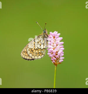 Ringoogparelmoervlinder op adderwortel, Bog Fritillary su bistord, Foto Stock