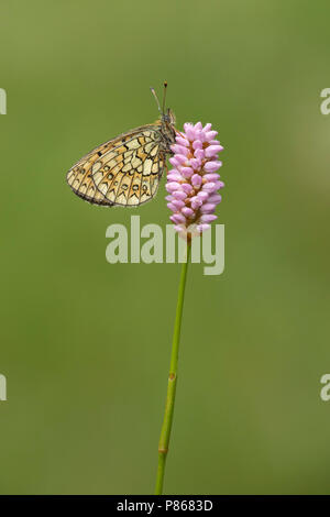 Ringoogparelmoervlinder op adderwortel, Bog Fritillary su bistord, Foto Stock