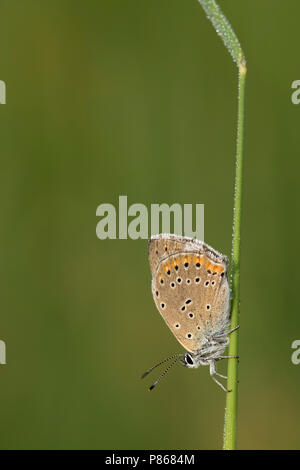 Rode vuurvlinder; viola-refilato rame; Foto Stock