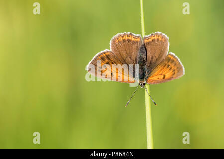 Rode vuurvlinder; viola-refilato rame; Foto Stock