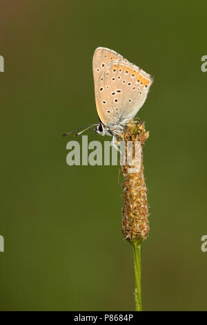 Rode vuurvlinder; viola-refilato rame; Foto Stock