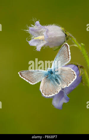 Bleek blauwtje / Chalk Hill (blu Polyommatus coridon) Foto Stock