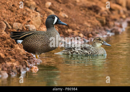 Blu-winged Teal; Anas discors Foto Stock