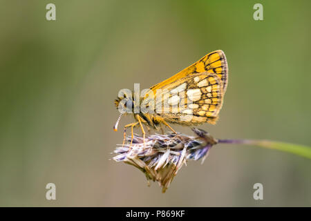 Bont dikkopje, a scacchi Skipper, Carterocephalus palaemon Foto Stock