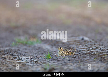 Legno immaturi Lark (Lullula arborea) in piedi sul suolo Foto Stock