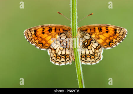 Bosparelmoervlinder / Heath Fritillary (Melitaea athalia) Foto Stock