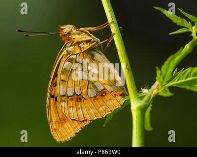 Bosrandparelmoervlinder / Alta Fritillary marrone (Argynnis adippe) Foto Stock