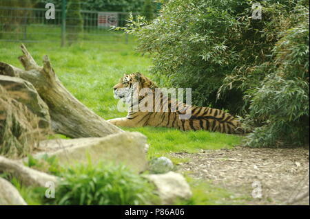 Vista laterale di una tigre di Amur Foto Stock