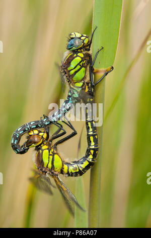 Glassnijders parend, Brachytron pratense coppia coniugata Foto Stock