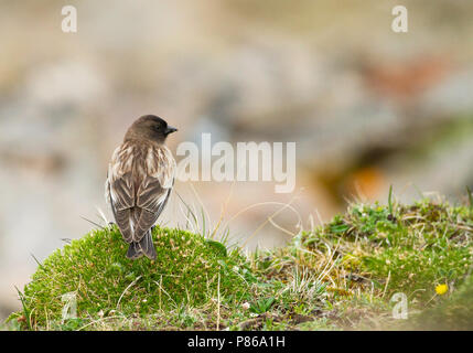 Brandt's Mountain-Finch (Leucosticte brandti) è trovata nella prateria temperata in Asia centrale. Foto Stock