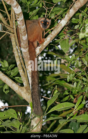 Bruine Maki, comune lemure marrone, il Eulemur fulvus Foto Stock