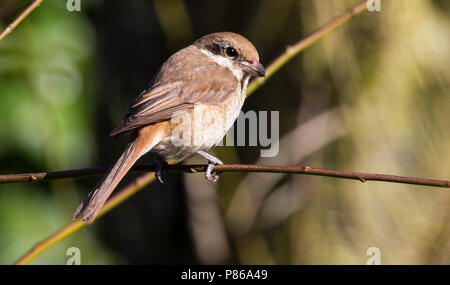 Tweede kalenderjaarBruine Klauwier, secondo calendario-anno Shrike marrone Foto Stock