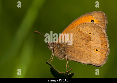 Bruin zandoogje / Prato marrone (Maniola jurtina) Foto Stock