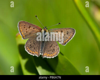 Bruine vuurvlinder / Fuligginosa rame (Lycaena tityrus) Foto Stock