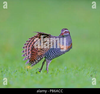 Buff-nastrare rampa (Gallirallus philippensis mellori) wingstretching Foto Stock