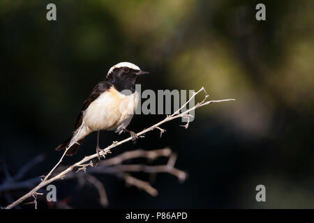 Cipro culbianco - Zypernsteinschmätzer - Oenanthe cypriaca, Cipro, maschio adulto Foto Stock