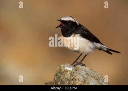 Cipro culbianco - Zypernsteinschmätzer - Oenanthe cypriaca, Cipro, maschio adulto Foto Stock